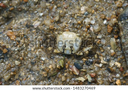 Rocky shore crab, Pebble crab (Gaetice depressus). Crustacean, Marine species. Found on intertidal mudflat, Hong Kong, South China Sea.