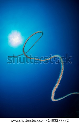 Beautiful underwater Whip Coral with a sunburst behind