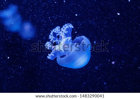 macro of a beautiful jellyfish rhizostoma pulmo close up