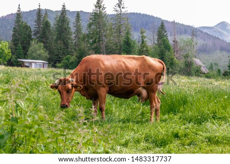 Brown cows graze on a green meadow in the summer.Large livestock farm