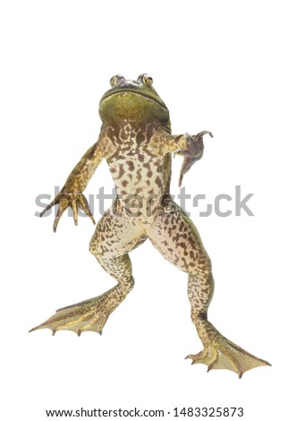 A Focus Stacked Image of a Huge Bull Frog Appearing to Be Standing Isolated on White