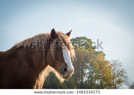 Portrait of a cute horse