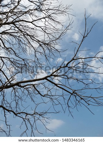 low angle view branches and stalks of trees without leaves with blue sky and white clouds