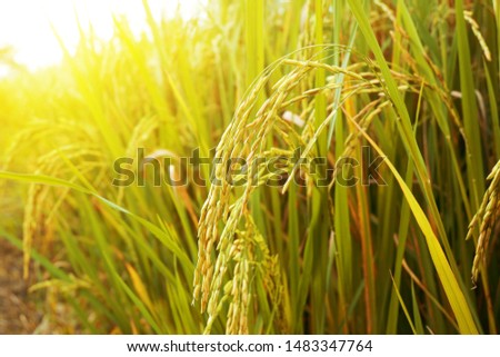 Rice field, close up yellow rice seed ripe and green leaves at north Thailand.