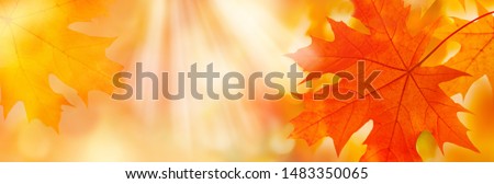 Golden yellow orange red maple leaves close-up on the blurred background. Sunlight. Bright autumn foliage background. Fall panoramic backdrop. Copy space  Royalty-Free Stock Photo #1483350065