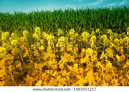 sun Flower field in austria