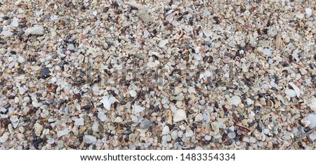 Background of coral reefs and shells on the beach