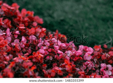 Red flowerbed on a juicy green grass