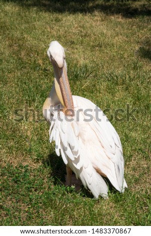 A pelican cleaning its feathers on a sunny day