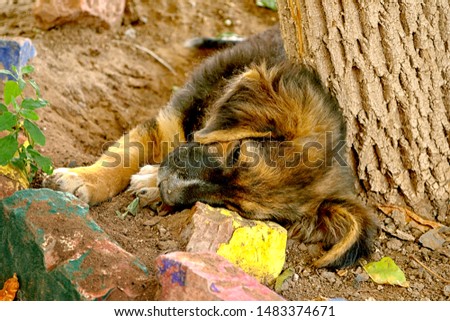 The puppy with sad eyes lies on the earth. Portrait. Outdoors. Horizontal format. Color. Natural lighting. Stock photo.