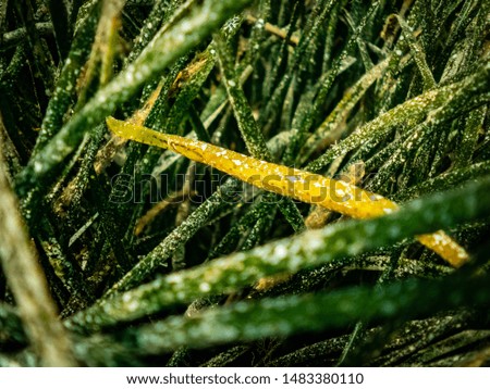 pipefish hiding in the seagrass