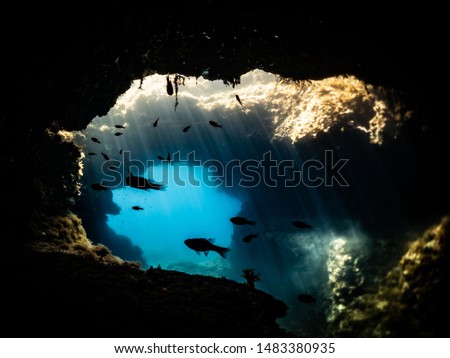 small fish inside a cave