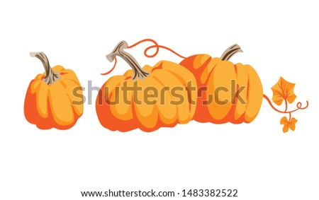 Nature vector elements. Thanksgiving symbol collection farm harvest, squash, vegetable. Pumpkins cartoon objects isolated.