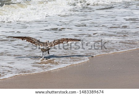 A seagull is starting to fly away off of the beach on the edge of the ocean from the sand to the water as waves are rolling in.
