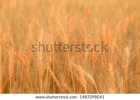 Wheat field with Ears of golden wheat. Rural Scenery under Shining Sunlight. Background of ripening ears of wheat field. Rich harvest Concept.