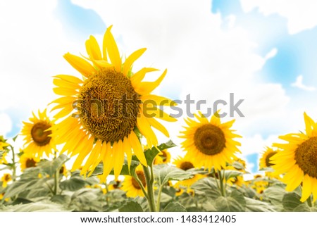 Beautiful sunflower field and blue sky