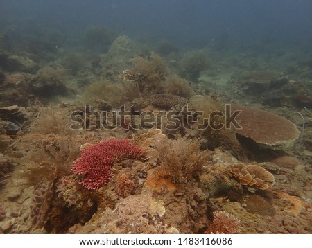 Coral found at coral reef area at Tioman island Malaysia
