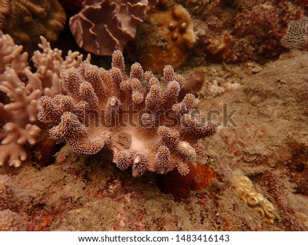 Coral found at coral reef area at Tioman island Malaysia