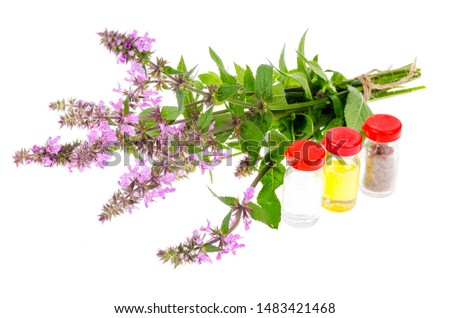 Pharmaceutical tincture, extract of wild herbs, medicinal flowers in medical bottles. Studio Photo