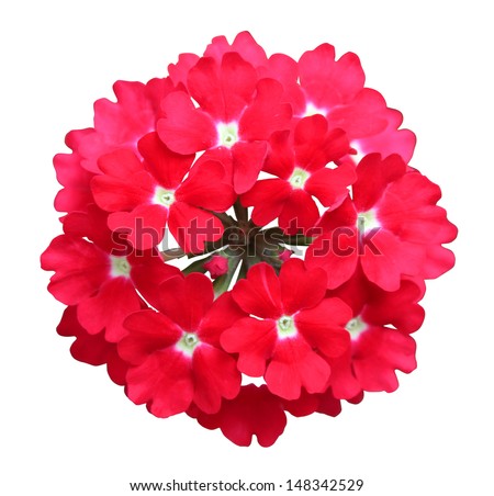 beautiful red verbena flower isolated on white Royalty-Free Stock Photo #148342529