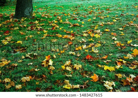 Beautiful colorful autumn maple leaves falling on green grass in front of the house.