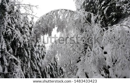 Frozen tree branches covered in heavy snow and ice for winter holiday backgrounds.