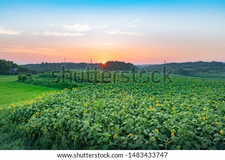 Sunflower blooming on sunflower hill