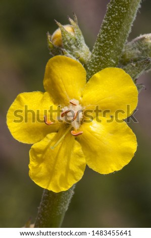Verbascum cf giganteum mullein medium-sized plant with beautiful and large yellow flowers with white stamens green background defocused natural light