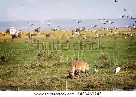 African safari scene of hyena eating carcass with flock of birds flying and safari vehicle in background