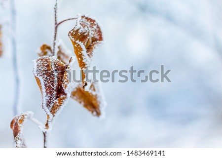 Frost covered dry leaves on tree branch with blurred background, copy space