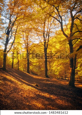 morning sunlight in woodland shining though golden autumn foliage with dappled light and shadow on the forest floor carpeted with leaves Royalty-Free Stock Photo #1483481612