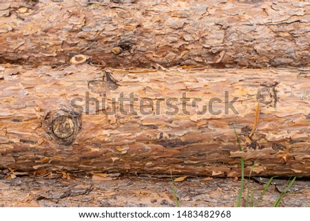 Close up of pine wooden logs
