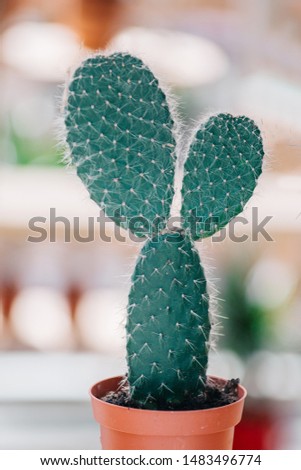 
A green rabbit cactus in a plastic pot.