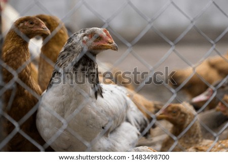 Chicken on the farm looking in the camera through metal grid. Closeup