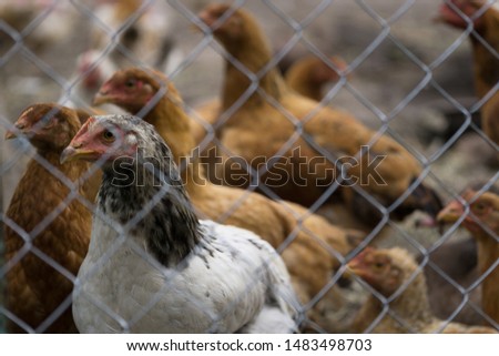 Closeup of chicken looking through the metal grid in the farm