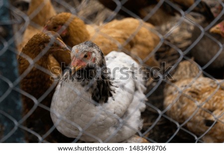 Chicken on the farm look in camera through metal grid.
