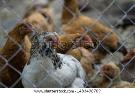 chickens on the farm behind the metal gid