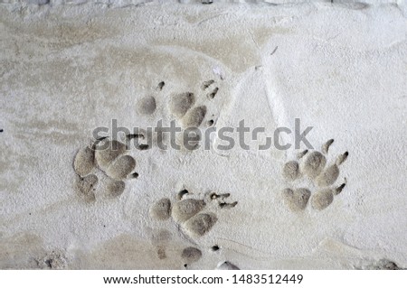 dog tracks stamped on gray cement               