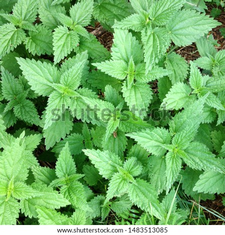  Nettle with fluffy green leaves. Background Plant nettle grows in the ground