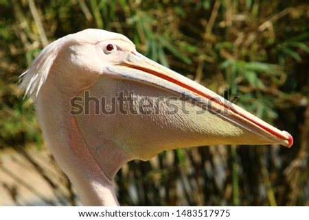large and white pelican live in a zoo in Israel
