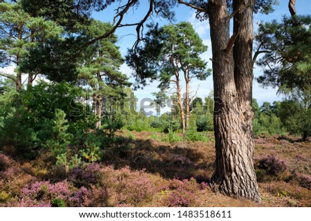Purple wild heather, Calluna vulgaris, flowering on heathland habitat, Surrey, England