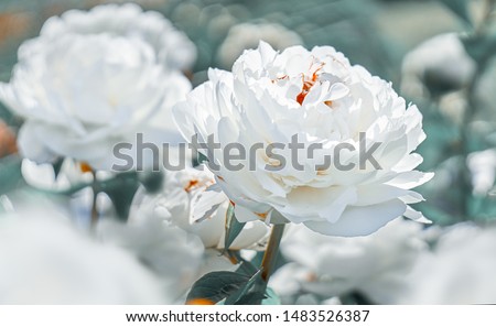 White peonies flower bloom on background of blurry white peonies in peonies garden.