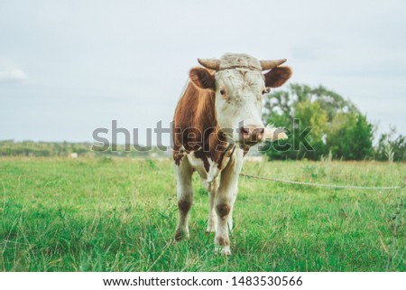 
A bull is grazing in the field. Eats grass. Walking in the meadow.