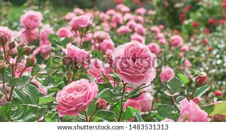Rose flower on background blurry pink roses flower in the garden of roses. Nature.               Royalty-Free Stock Photo #1483531313