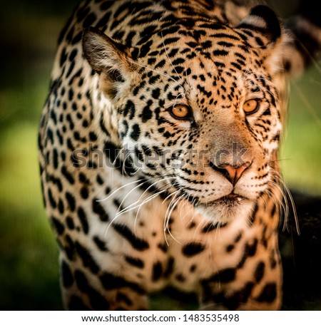jaguars and panthers playful portraits