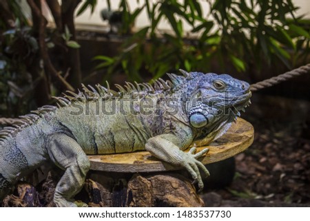 Green iguana also known as the American iguana is a lizard reptile in the genus Iguana in the iguana family. And in the subfamily Iguanidae. 