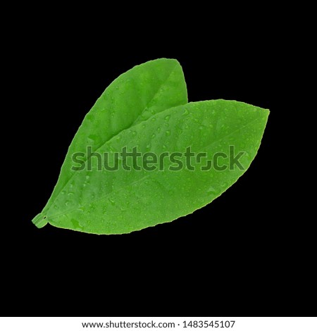 two green leaves of lemon isolated on black background
