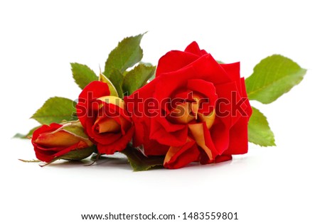 Three red roses isolated on a white background.