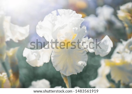 White flower Iris bloom in summer garden on blurry iris flower background. Nature.       
