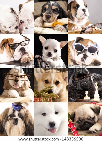 dog portraits closeup, collage, bulldog, english spaniel, corgi, Chihuahua hua, Samoyed, Dog